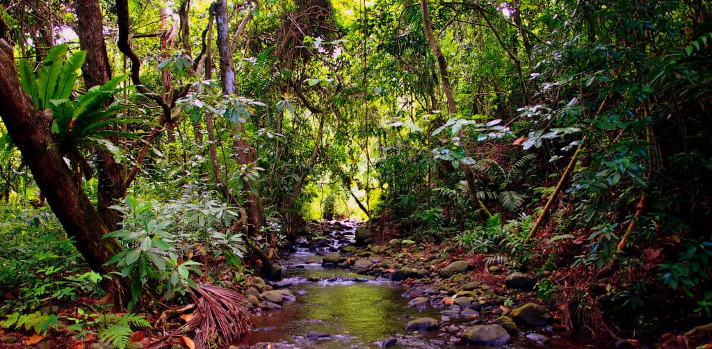 Jungles of Moheli, in Comoros Islands. Photo by Rafat Ali