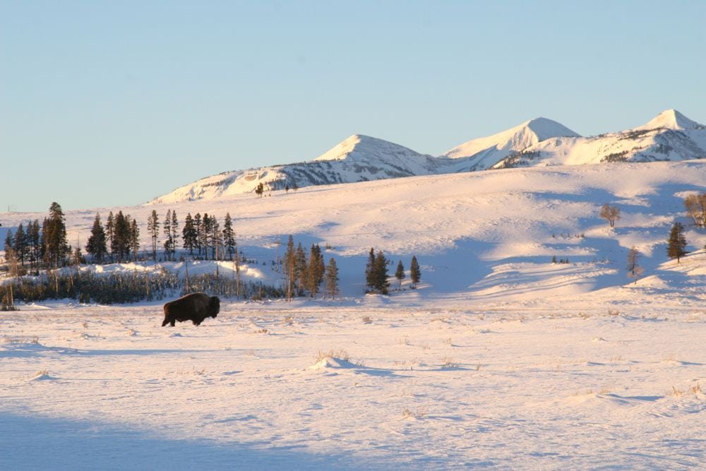 An American Bison roams in Yellowstone National Park in January 2009.