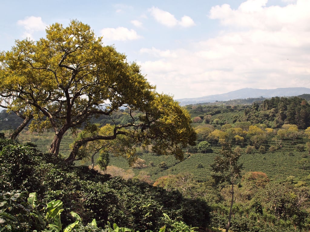 The Doka coffee plantation located on the slopes of the Alajuela Poas Volcano in Costa Rica.