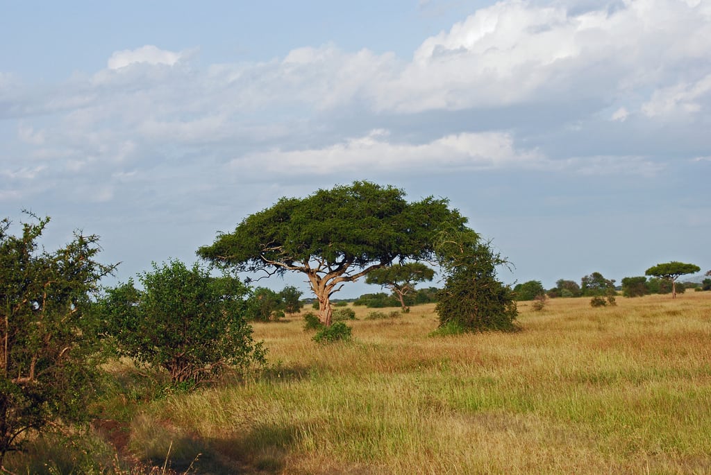 The Western sector of Serengeti National Park near the Grumeti River in Tanzania. 