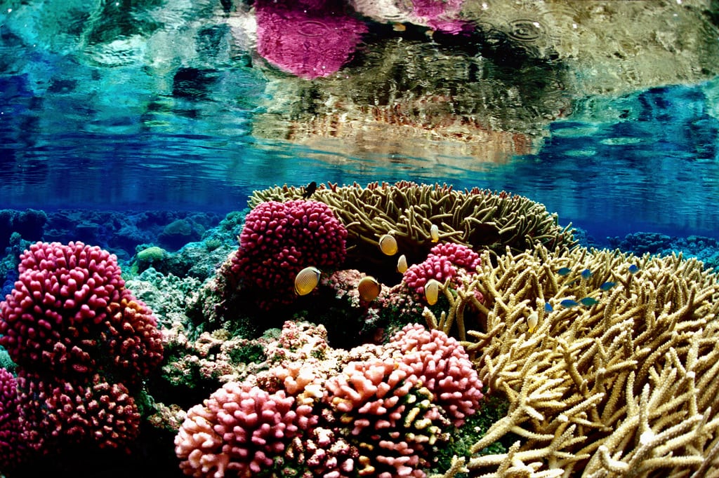 Coral Reef at Palmyra Atoll National Wildlife Refuge.