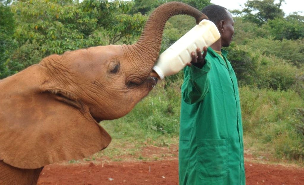 A young elephant and caretaker in the Nairobi, Kenya, area. 