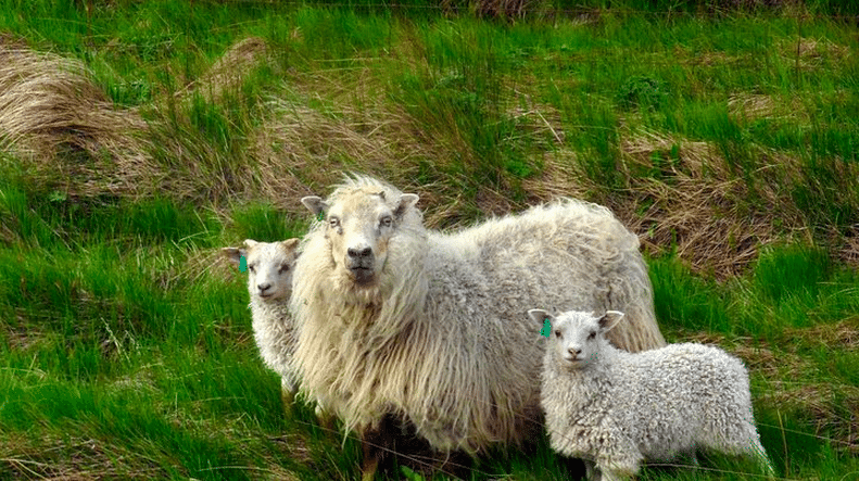 Icelandic sheep in north-west of the country, how long before their peace gets shattered?