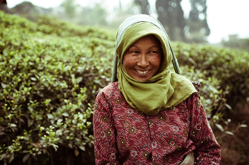 Gorkha tea picker  smiles near Darjeeling in a tea estate. 