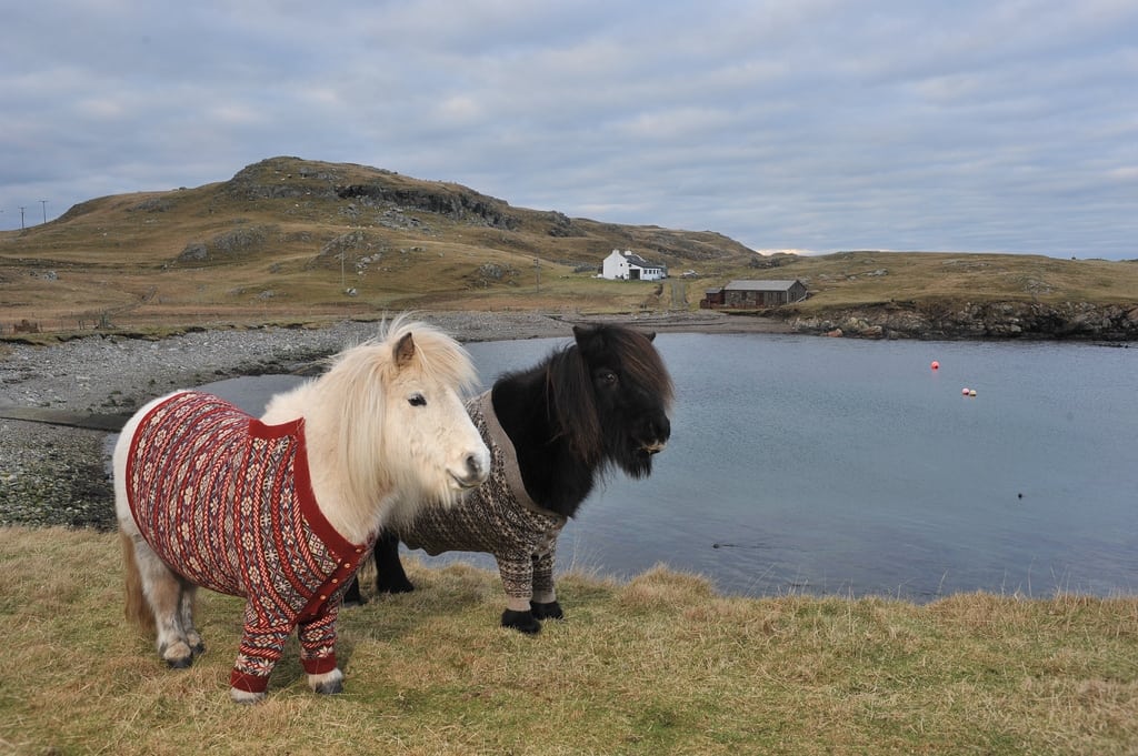 Shetland ponies in cardigans launching the Year of Natural Scotland 2013. Shetland, Scotland. 