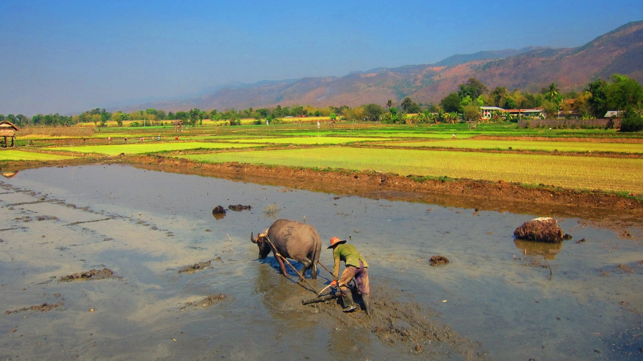 Farming is still primitive in most of the parts of Myanmar, this one in Inle Lake region. 
