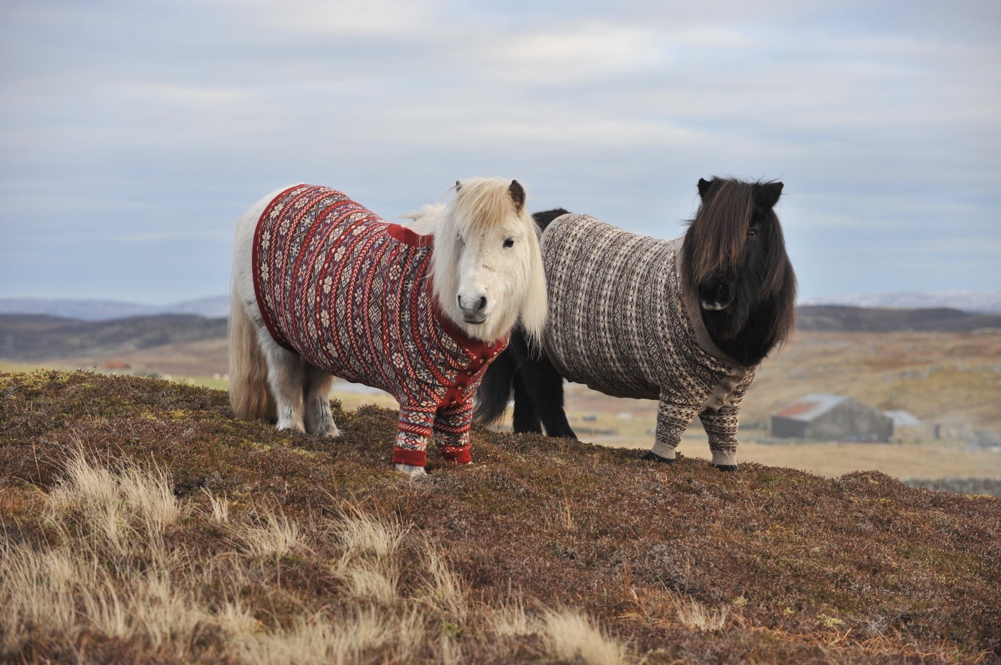shetland-ponies-cardigans4