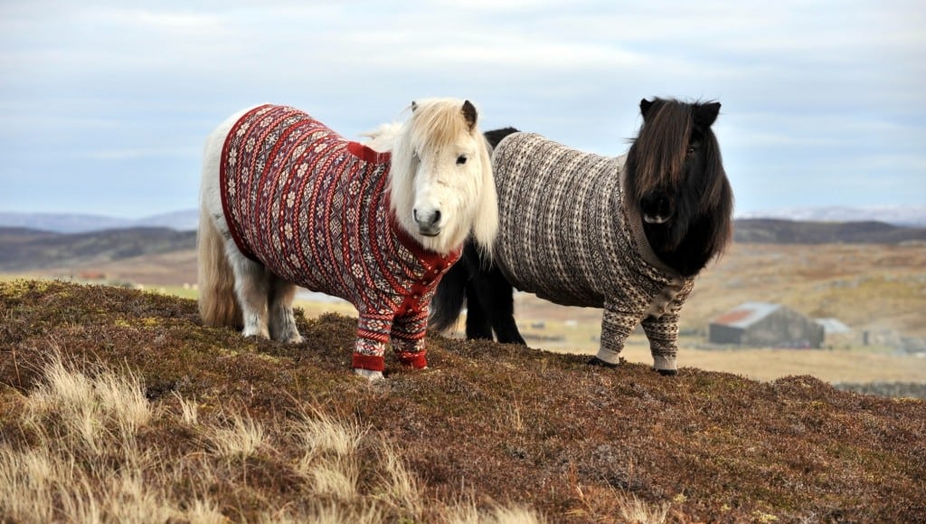 Sheland ponies in cardigans, soon to be superstars if the Internet behaves according to plan. 