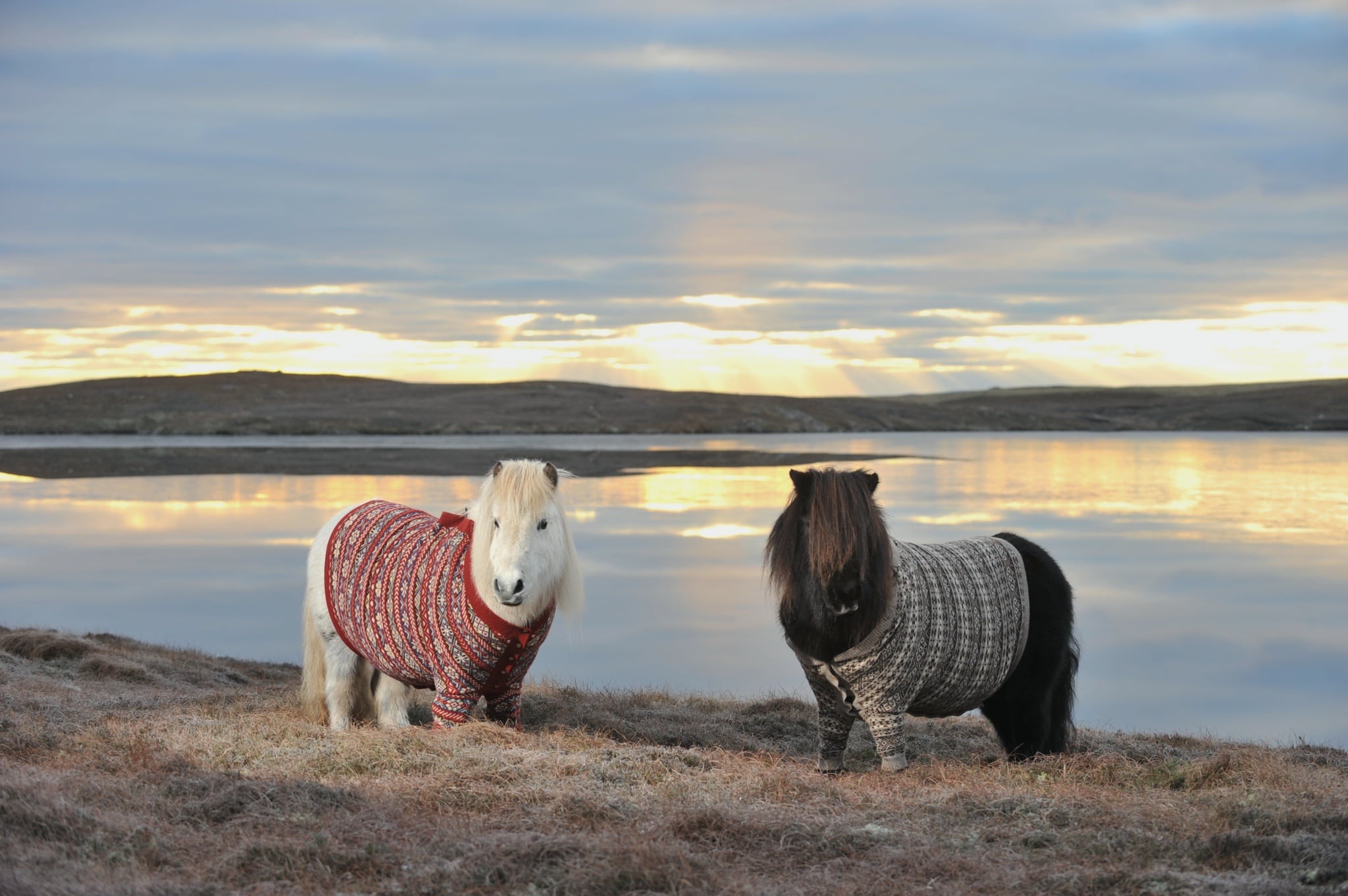 shetland-ponies-cardigans6