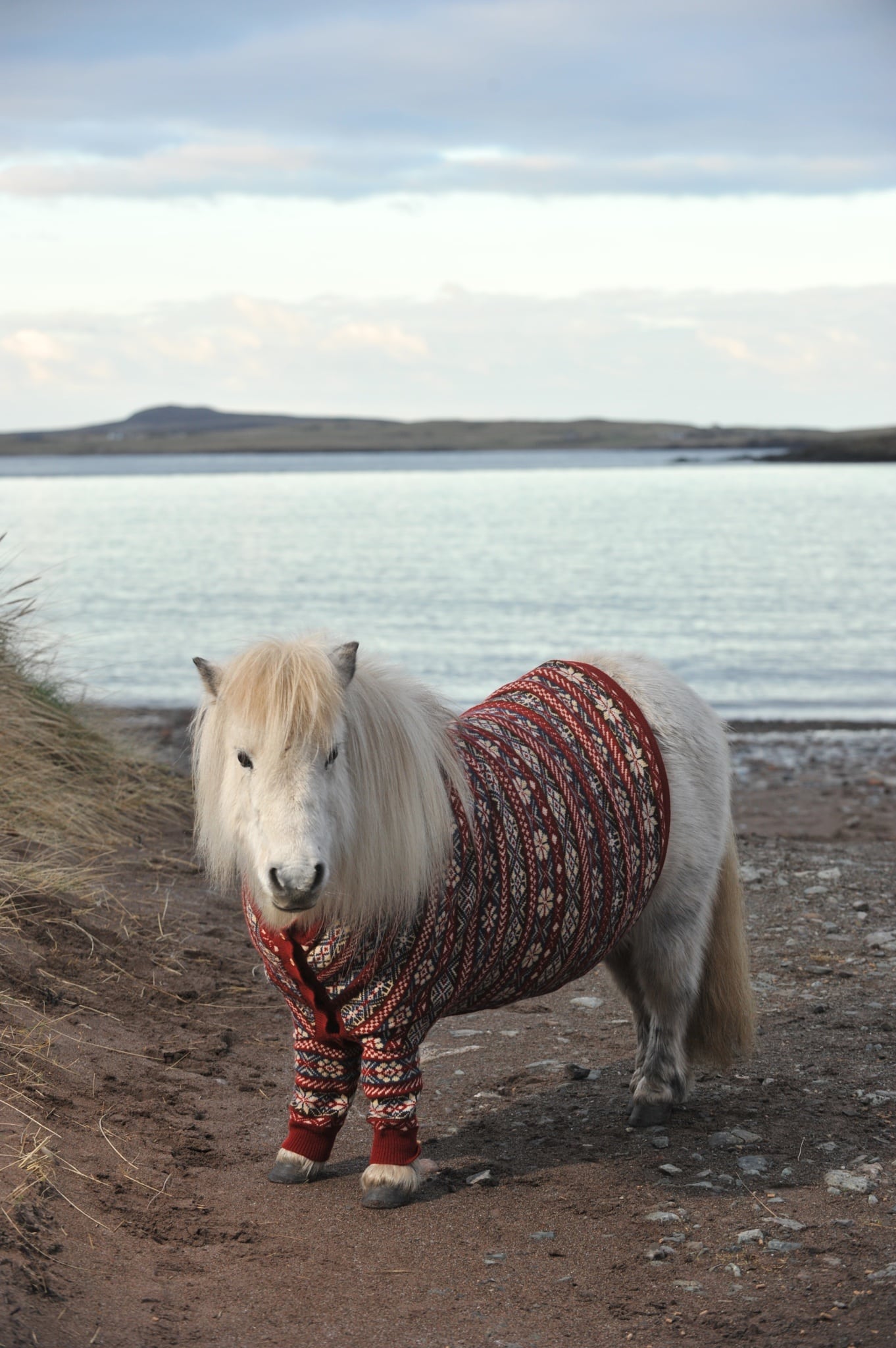 shetland-ponies-cardigans7
