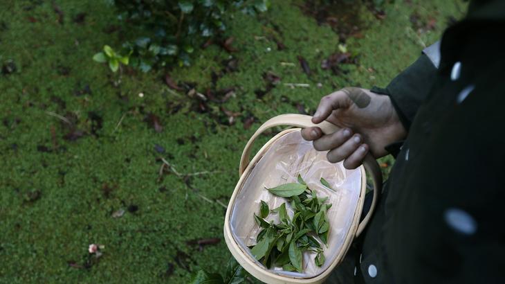 Wesley Goldsworthy holds a basket with tea leaves at the Tregothnan Estate near Truro in Cornwall January 14, 2013. 