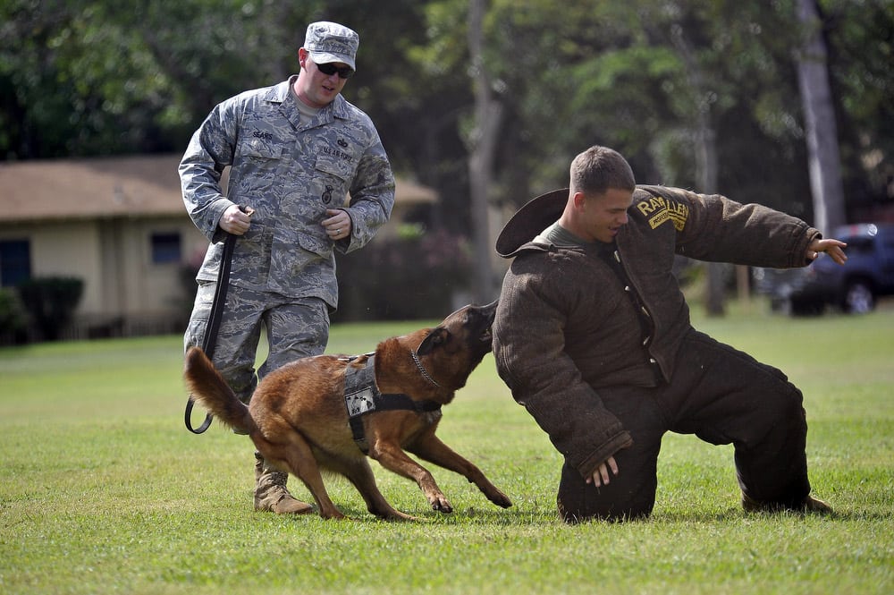 Joint canine training of TSA and Hawaii Police Department, in Nov 2010. 