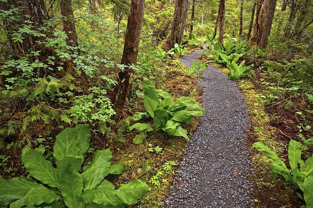 Beaver Lake Trail at the Tongass National Forest in Alaska. 