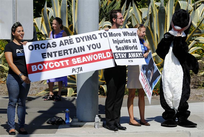 Demonstrators from the People for the Ethical Treatment of Animals protest against a killer whale's injury outside SeaWorld in San Diego October 3, 2012. 