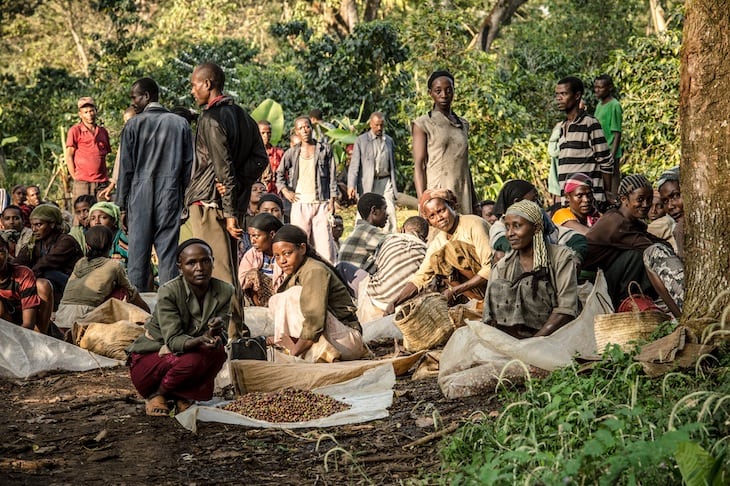 Laborers work at the Tepi plantation in Kaffe, Ethiopia. 