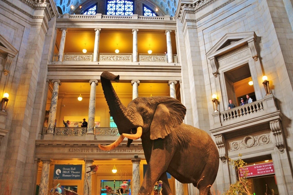 A rogue male African bush elephant as seen at the Smithsonian National Museum of Natural History in Washington, D.C.  