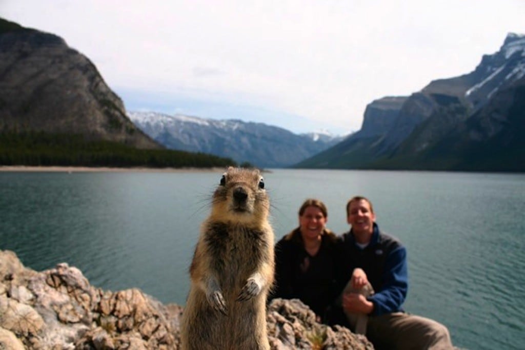 The original photo that spawned thousands of photoshopped images with the Banff Squirrel. 