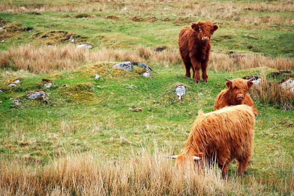 Highland cattle seen on the Hebrides Islands off the west coast of Scotland. 