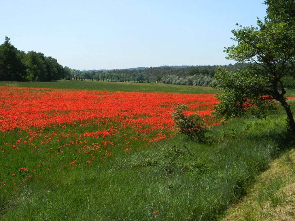 Poppies make an appearance near Rians, Provence, France. 