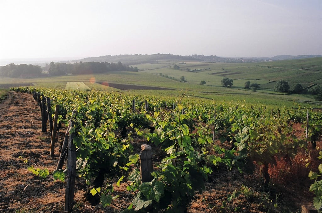 Many wealthy Chinese not only have a taste for great French wines, now they want to buy the vineyards, too. 