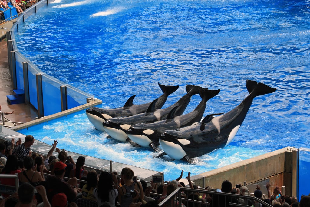 An ocean killer whale show at Shamu Stadium in Sea World Orlando.