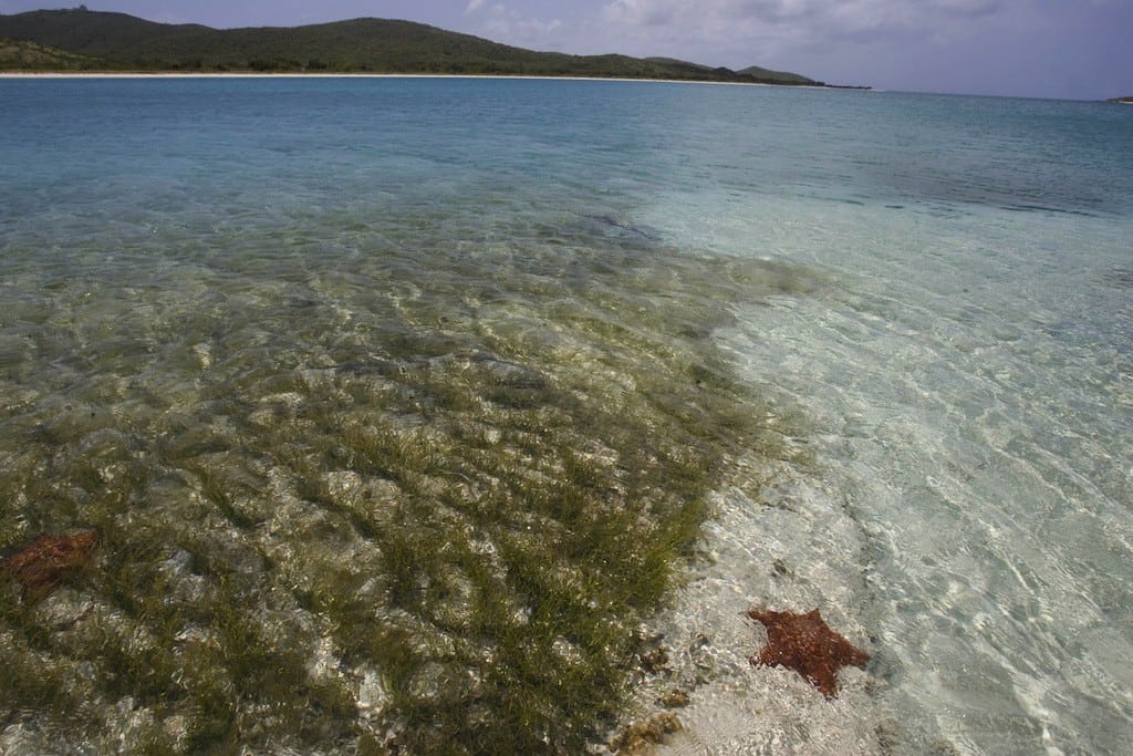 In this April 17, 2008, file photo, a sea star lies under clear water along Icacos beach inside the former Vieques Naval Training Range on Vieques island, Puerto Rico. 
