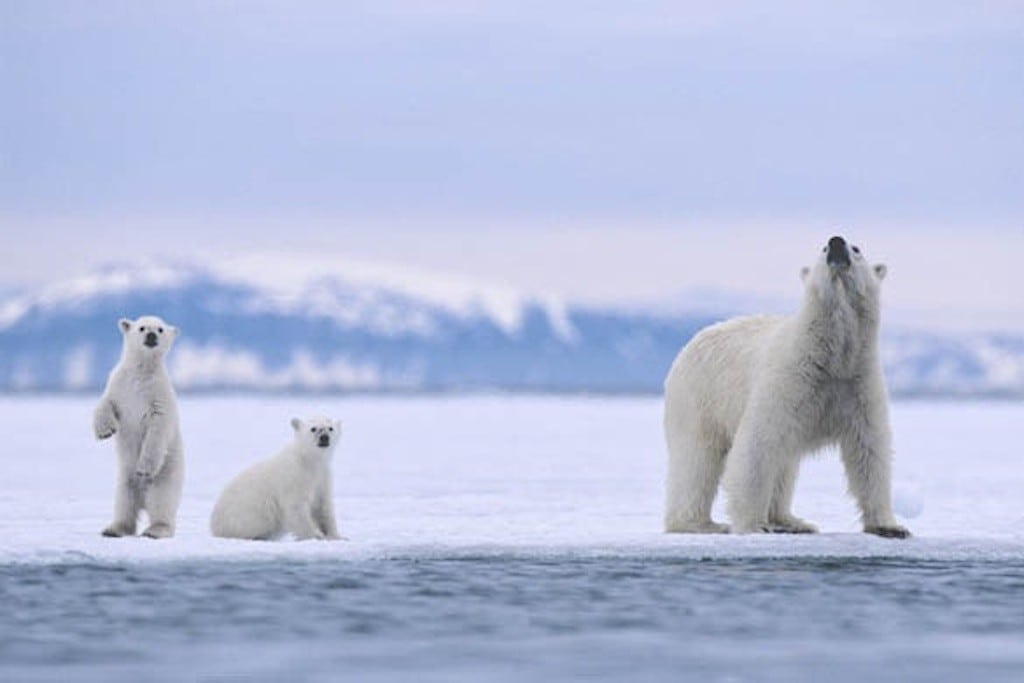 A polar bear mother and her cubs on sea ice in the Svalbard Archipelago, Norway. 