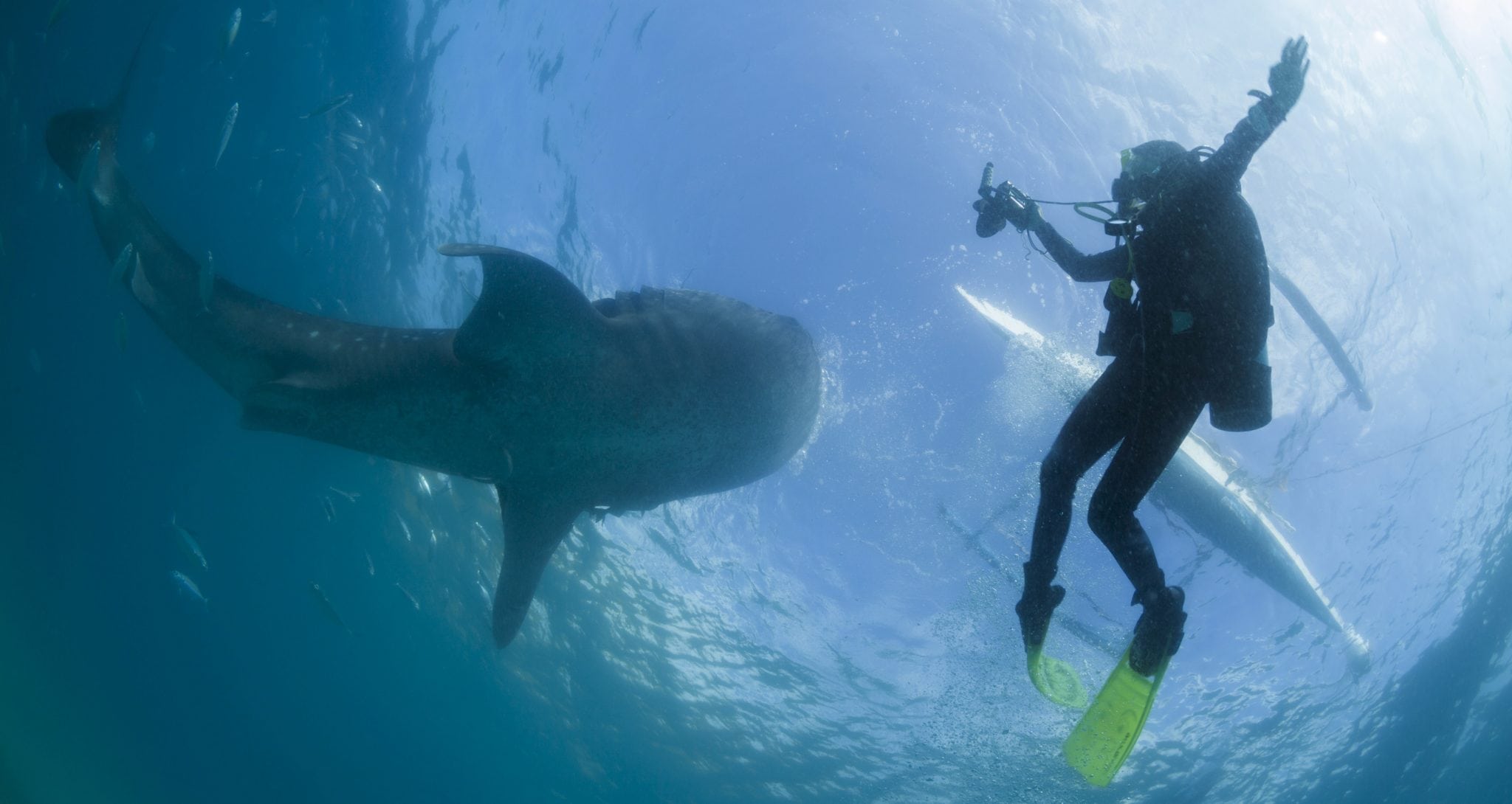 A scuba diver swims next to a whale shark as it is fed from a feeder boat off the beach of Tan-awan, Oslob, in the southern Philippines island of Cebu March 1, 2013.