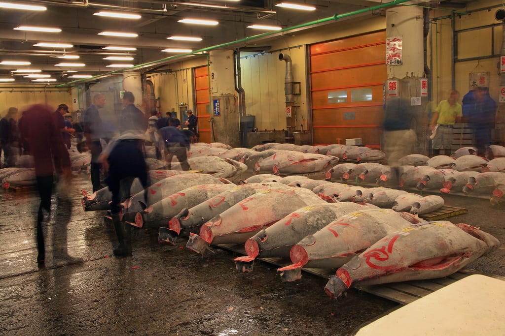 Inspecting the fresh tuna catch at Tsukiji Fish Market.