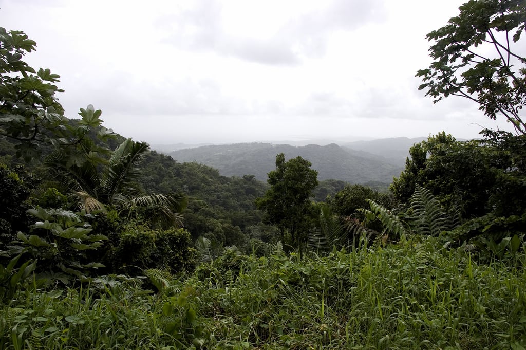 El Yunque rainforest. 