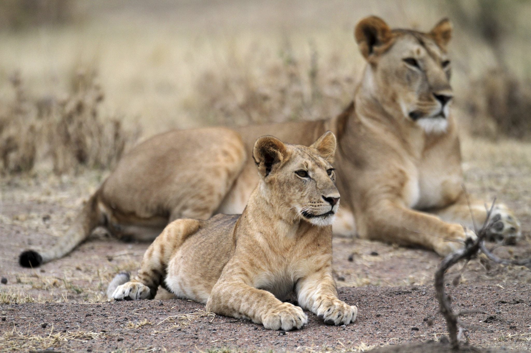 Lioness rests with its cub at Tanzania's Serengeti National Park. 