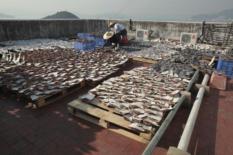 Workers lay out pieces of shark fin to dry on a rooftop of a factory building in Hong Kong. 
