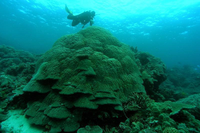 Handout shows Australian Institute Of Marine Science diver inspecting large Porites coral on the Great Barrier Reef. 