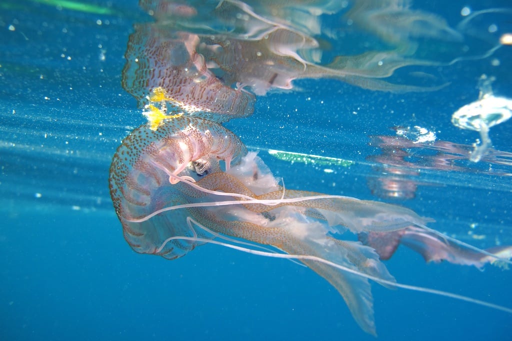 A Pelagia noctiluca jellyfish off the coast of Corsica. 