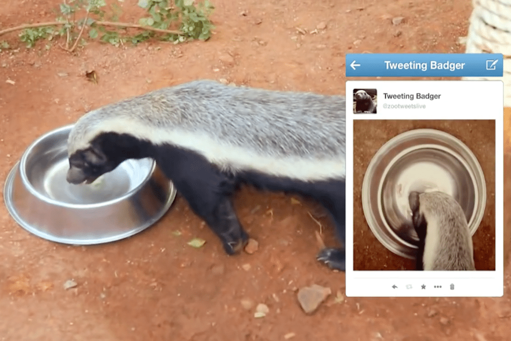 Cameras track every move of Johannesburg Zoo's badger and tweet his actions to thousands of followers. 