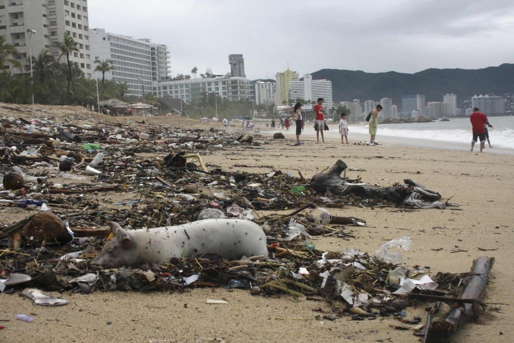 A dead pig lies among debris on a beach in Acapulco September 17, 2013. Stranded tourists salvaged belongings from submerged cars in the Mexican beach resort of Acapulco which had become a floodplain.