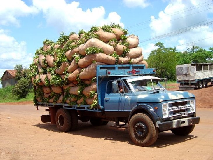 A truck carrying fresh yerba mate leaves