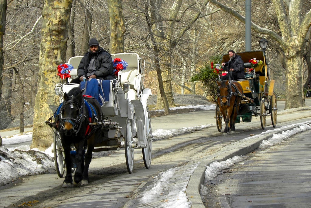 Horse-drawn carriages travel through Central Park in New York City.