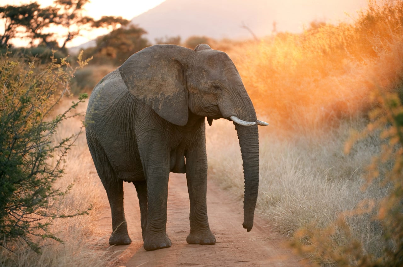 African Elephant in Kruger National Park.