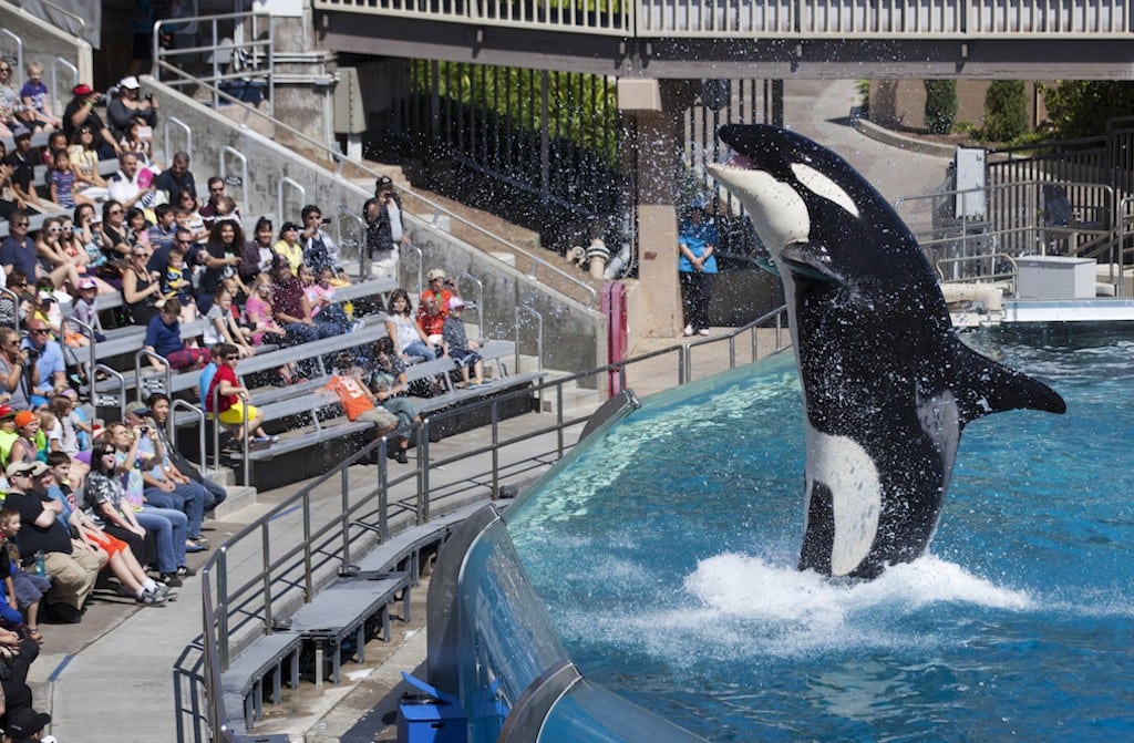 Visitors are greeted by an Orca killer whale as they attend a show during a visit to SeaWorld in San Diego, California March 19, 2014. 