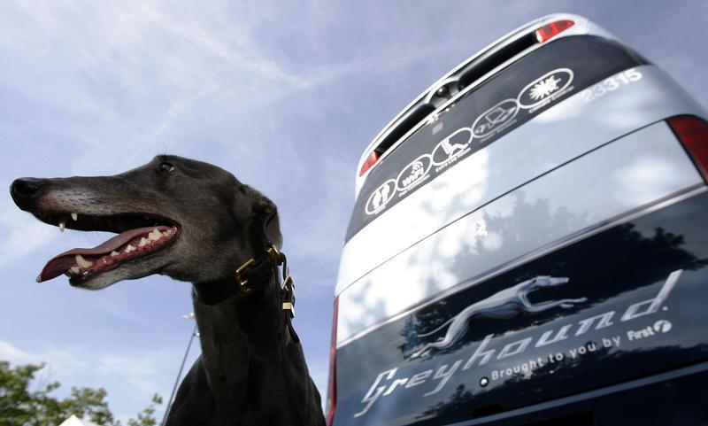 A greyhound sits beside a Greyhound bus at the launch of FirstGroup's new Greyhound UK service in London August 19, 2009. REUTERS/Luke MacGregor