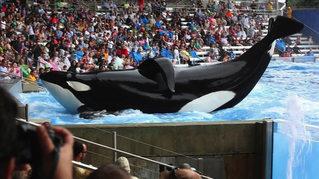 SeaWorld now let's customers pay for food and gifts via an app.