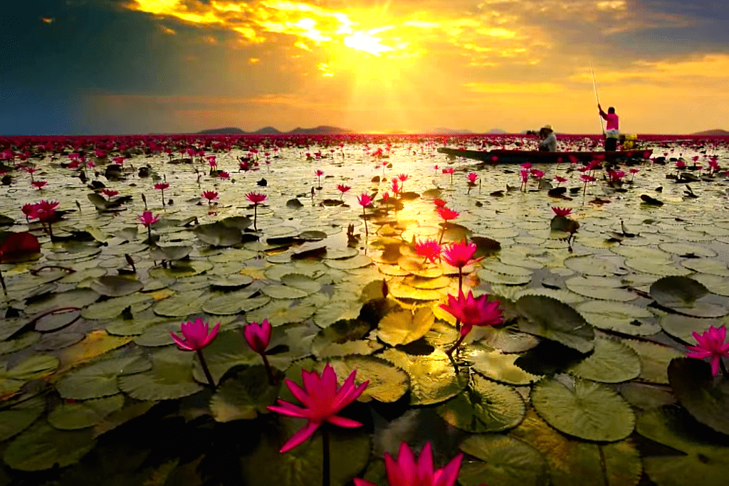 The sun sets on lily pads in a Thailand tourism video. 