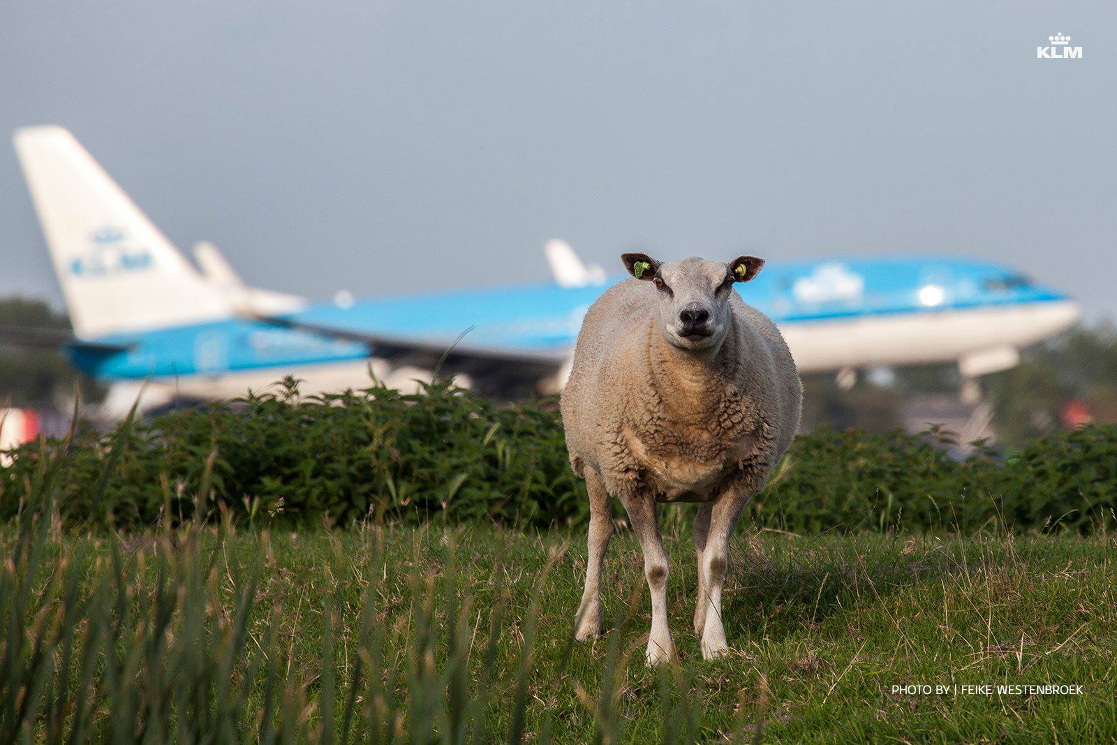 A sheep in the airfield meadow amidst a KLM flight takeoff.