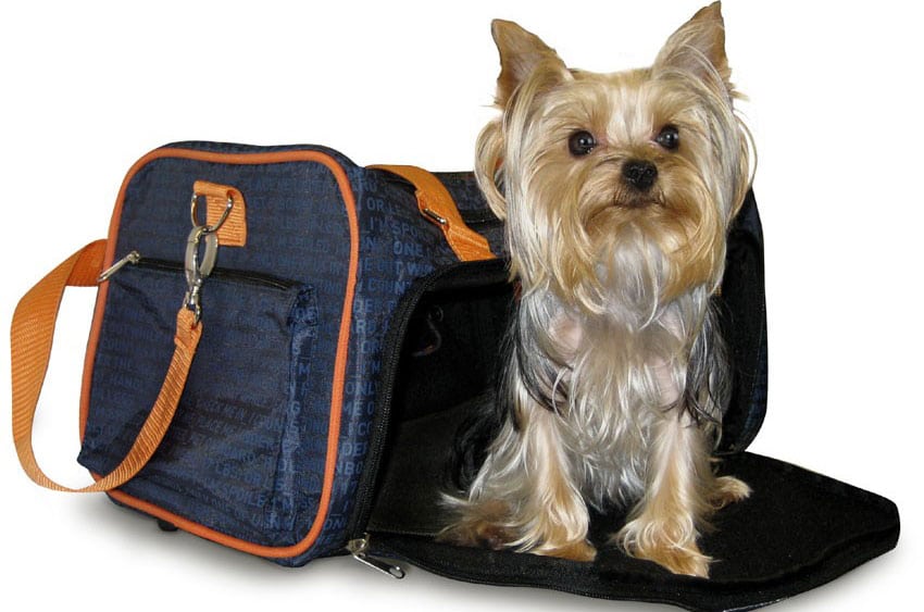 This dog in a JetBlue-branded pet carrier is not a service animal, emotional or otherwise. 