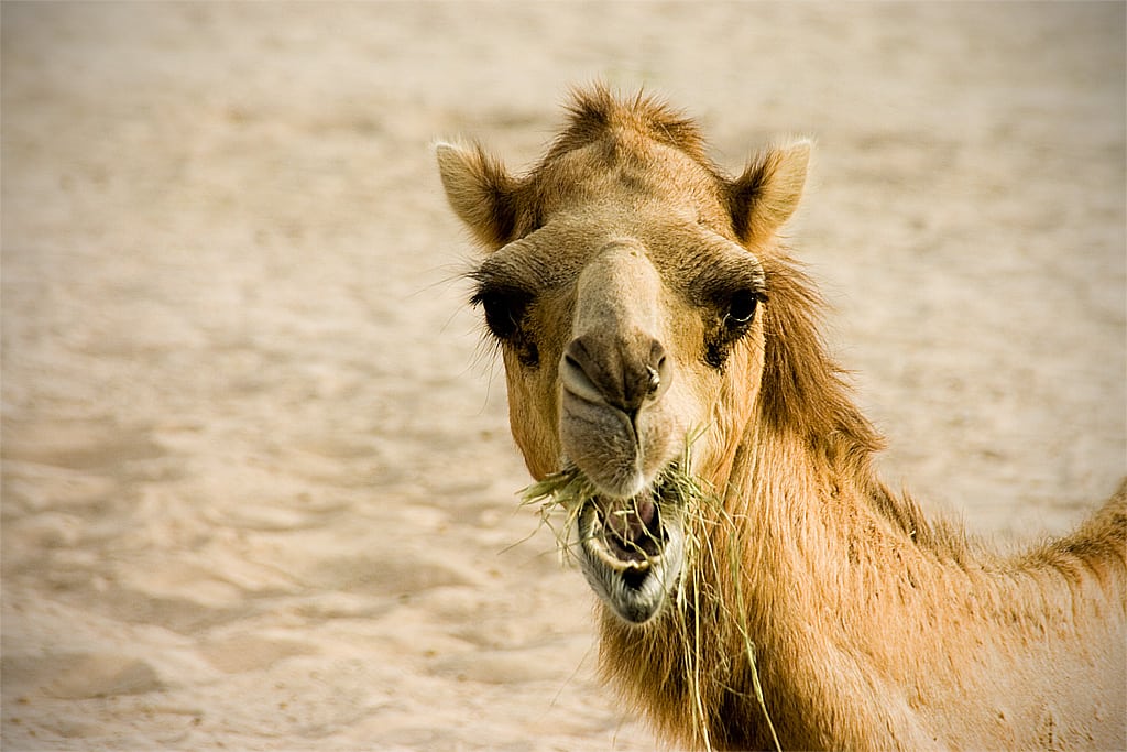 A photo of camel taken by a tourist outside of Doha, Qatar. 