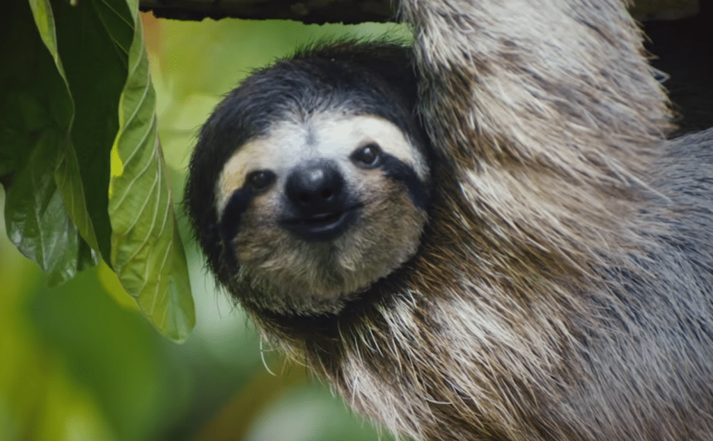 Costa Rica Tourism Enlists Singing Animals to Lure Overworked Americans