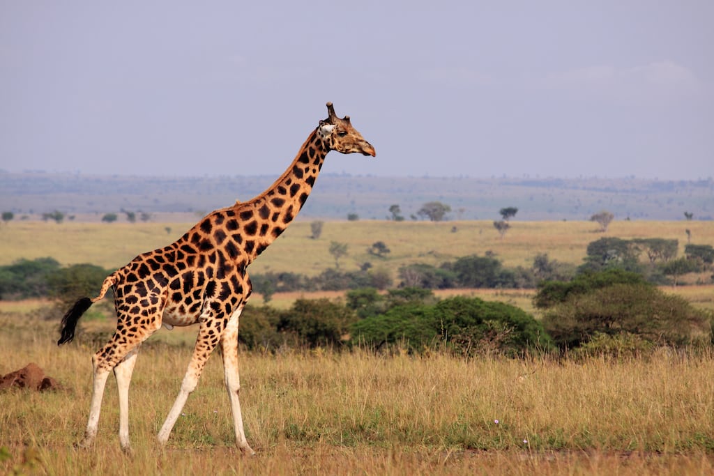 A giraffe is seen on a safari in Uganda. 
