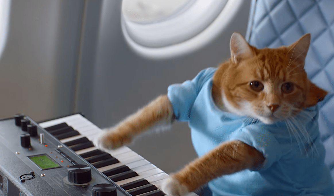 A cat is the only fitting start to Delta's meme-filled safety video. 