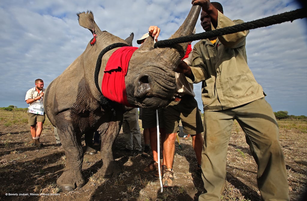 Rhinos are tranquilized and blindfolded for their flight to Botswana.